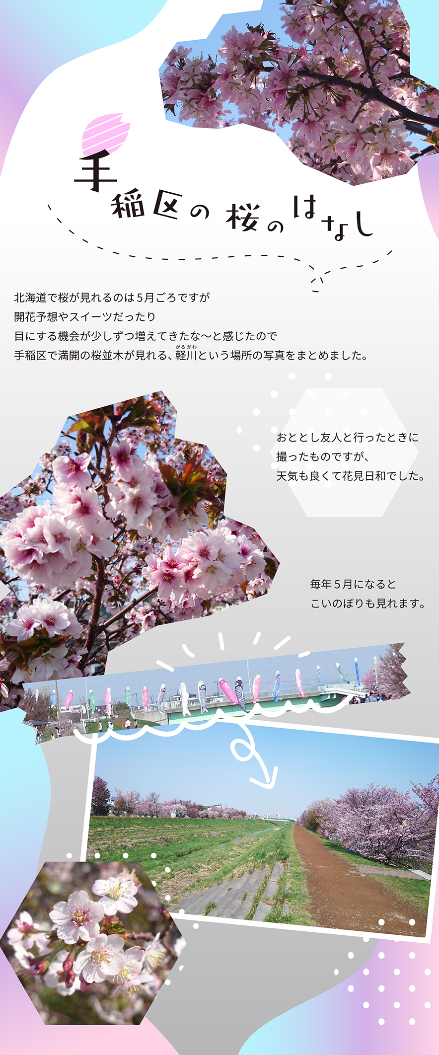 手稲区の桜のはなし